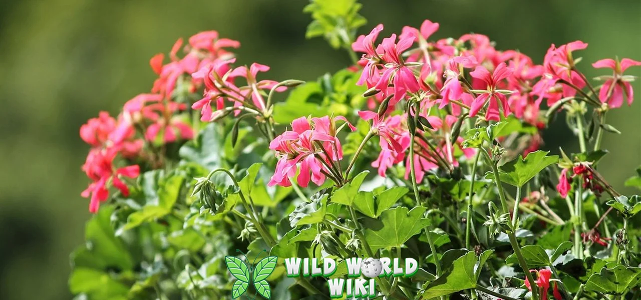 Bunga Geranium Cocok dalam 3000 Orang!