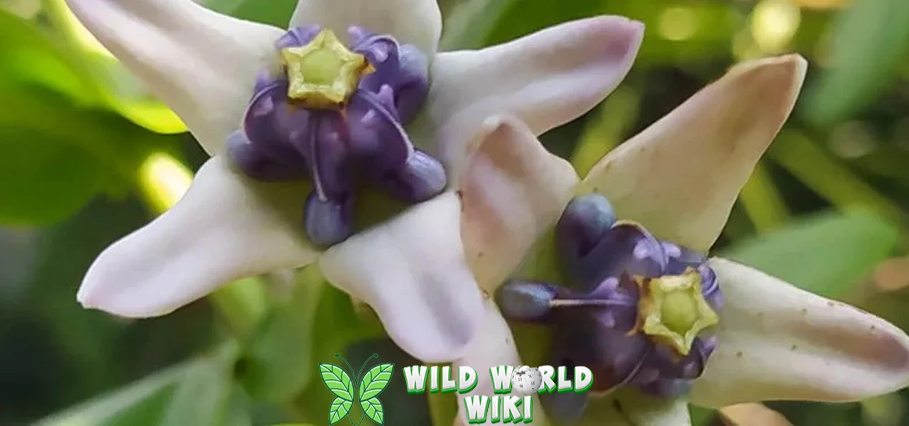 Bunga Widuri Meningkatkan 8 Energi Positif dalam Diri