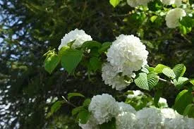 Bunga Bola Salju 2000 Dari Negeri Es Legendaris 2 Bunga Bola Salju 2000 Dari Negeri Es Legendaris