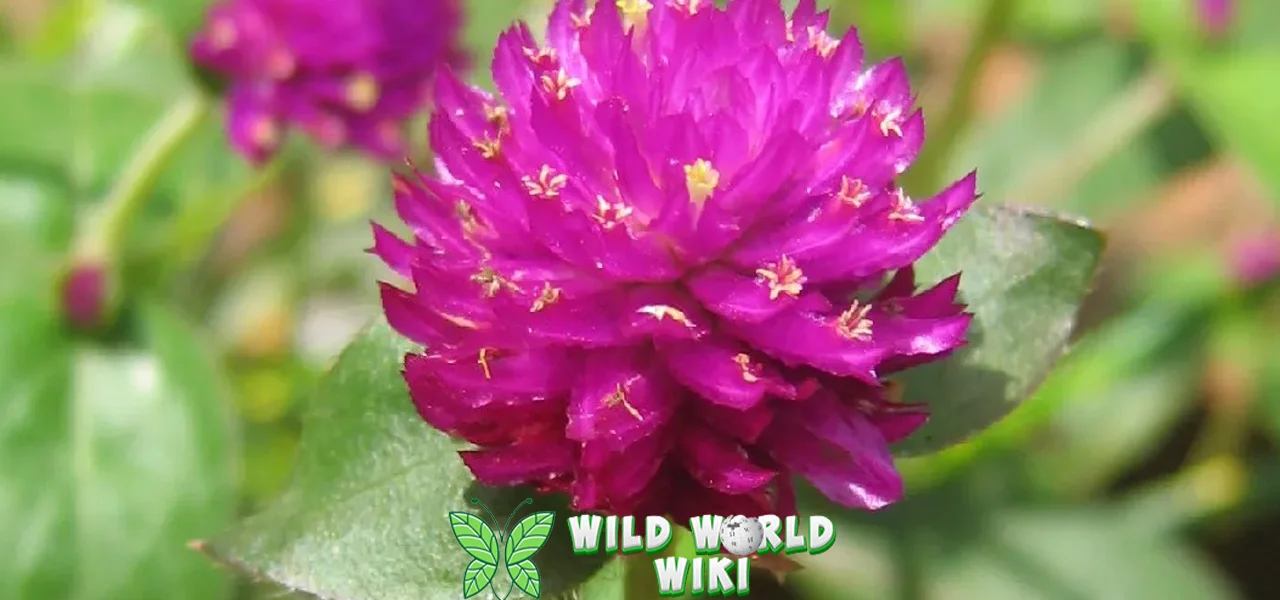 Bunga Kenop 13 Kecantikan Tak Lekang oleh Waktu!