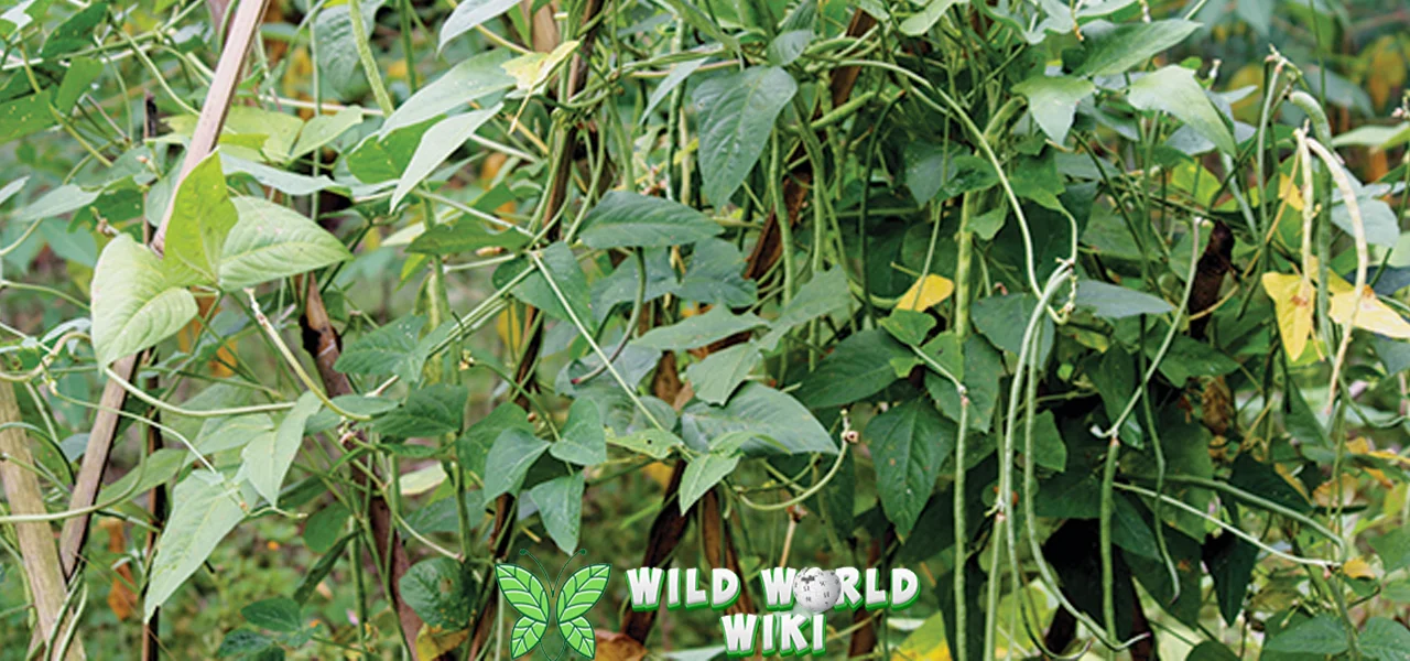 Kacang Panjang Si Hijau Kaya 10 Nutrisi & Manfaat!