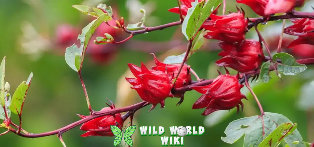 Bunga Rosella 1 Memikat, Khasiatnya Mengagumkan! 3 Bunga Rosella 1 Memikat, Khasiatnya Mengagumkan!