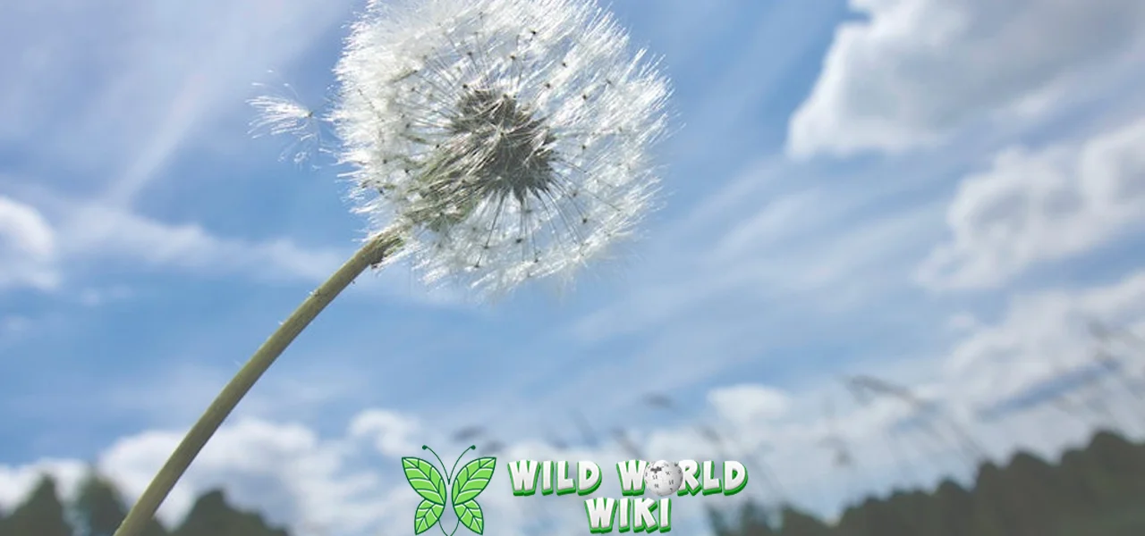 Bunga Dandelion Liar yang Penuh 25 Keajaiban & Manfaat!