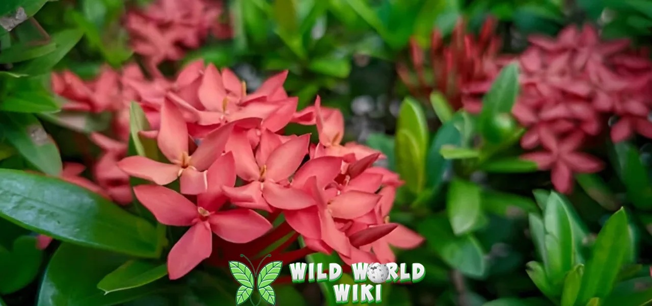 Bunga Asoka Suci dengan 2000 Makna