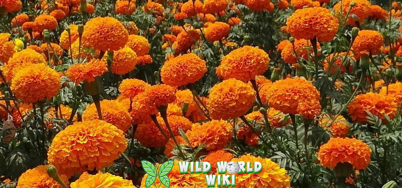 Bunga Marigold 5 Obat Herbal Alami Kaya Manfaat!