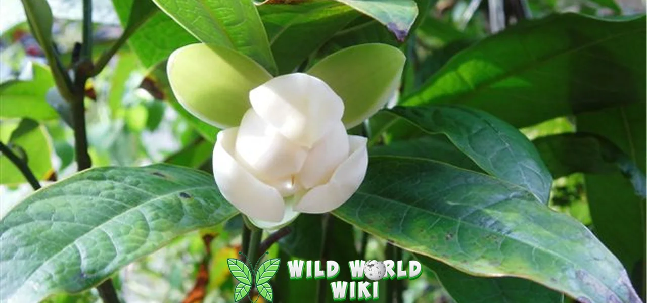 Bunga Cempaka Telor 11 Keharuman Membawa Indah