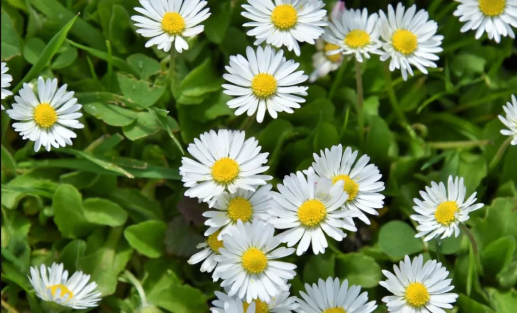 Bunga Aster Sederhana dengan 100 Makna Mendalam! 2 Bunga Aster Sederhana dengan 100 Makna Mendalam!