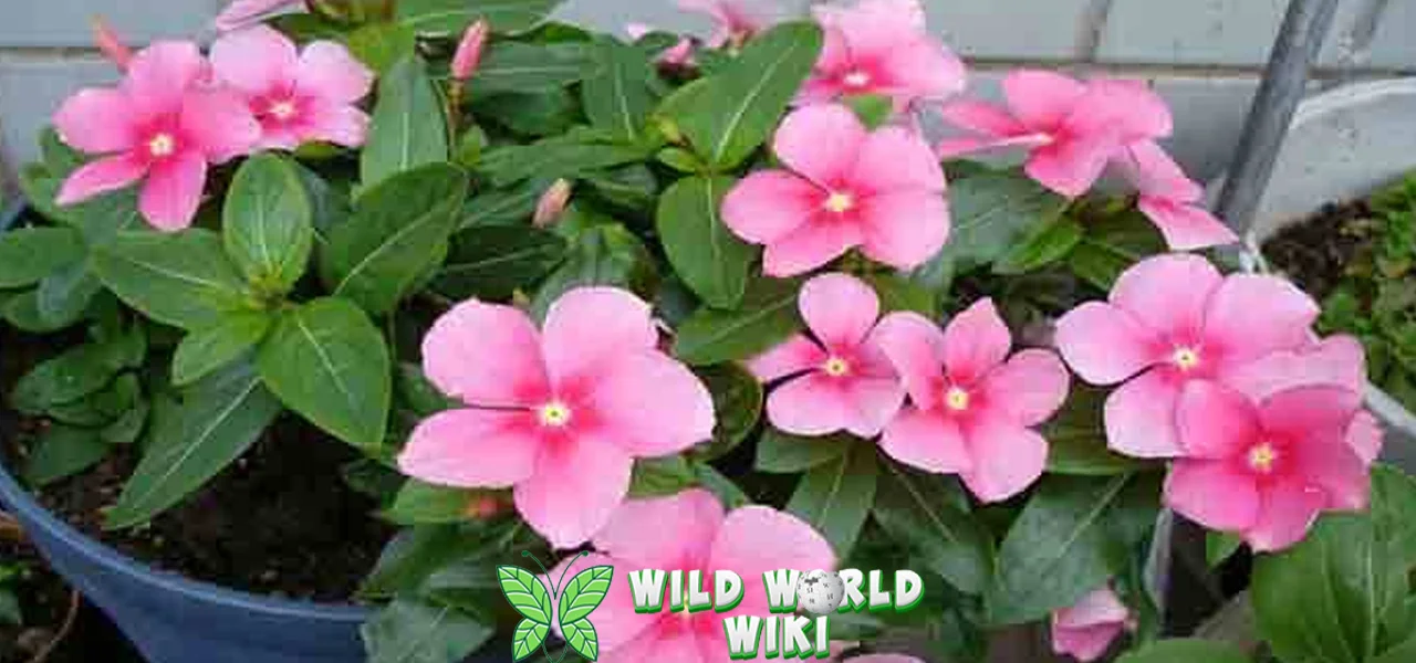 Bunga Geranium Simbol 7Persahabatan, Cocok Hadiah