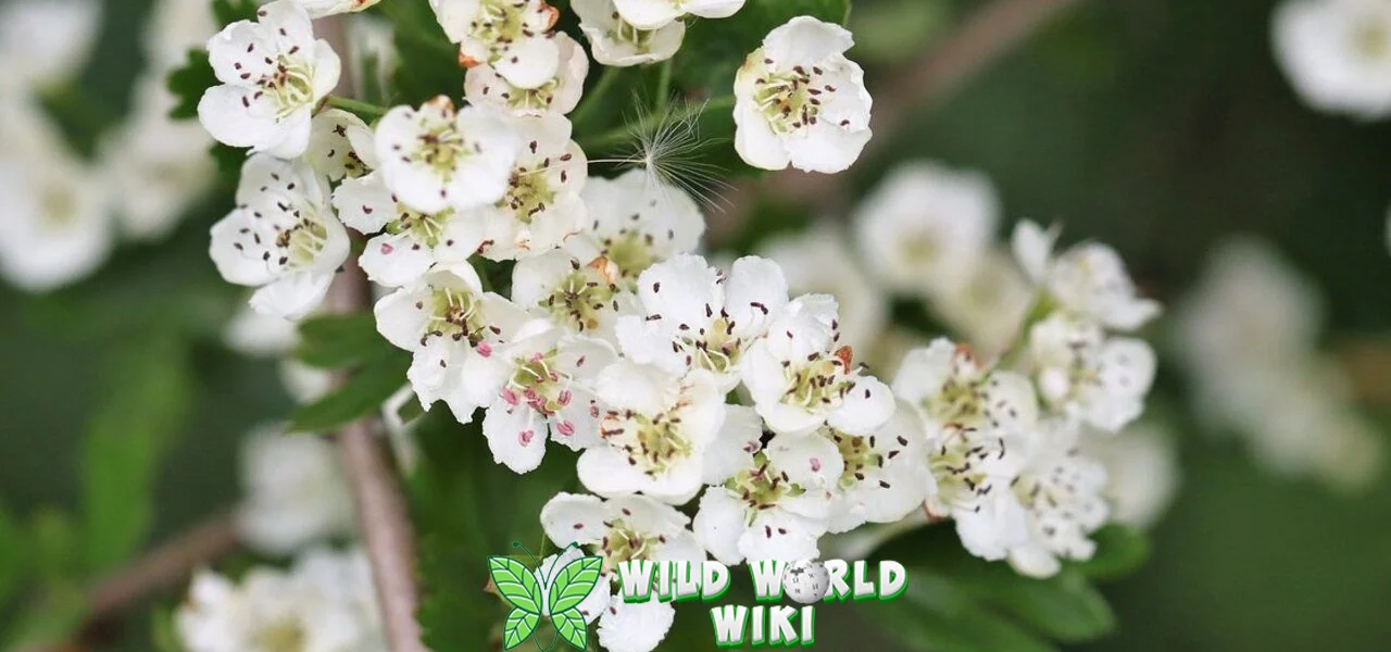 Bunga Hawthorn 5 Menyembuhkan dan Menginspirasi