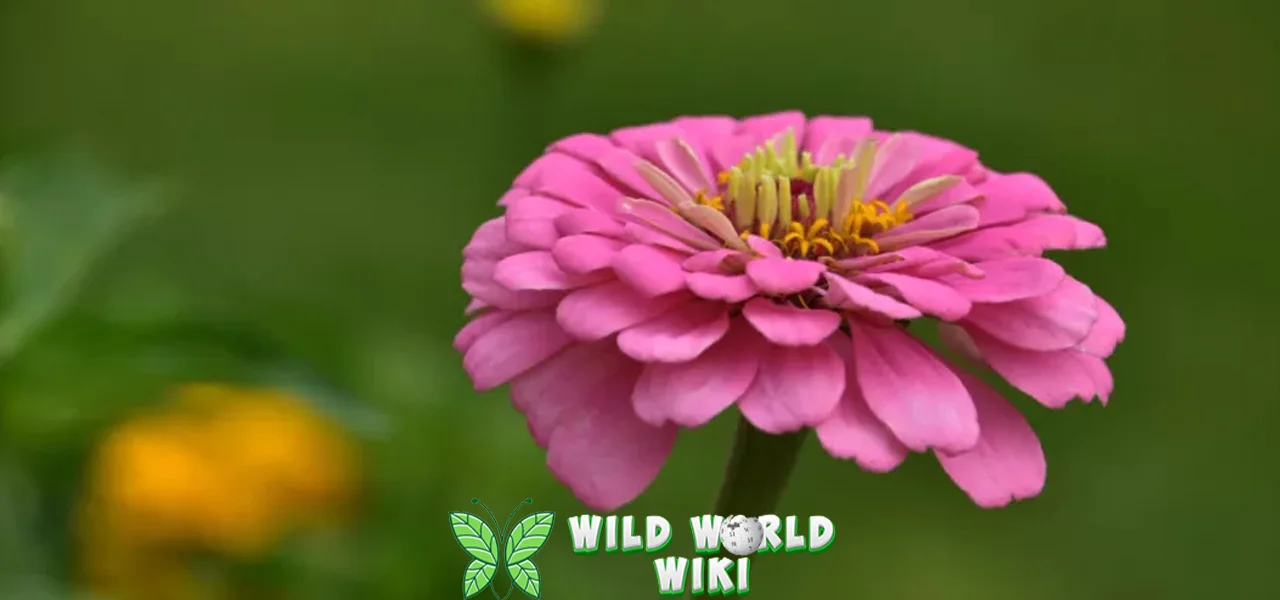 Bunga Zinnia Tahan Banting, Cocok untuk 1 Pemula! 1 Bunga Zinnia Tahan Banting, Cocok untuk 1 Pemula!