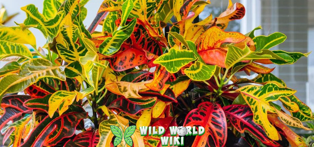 Bunga Puring Hadirkan 55 Nuansa lucu di Rumahmu!