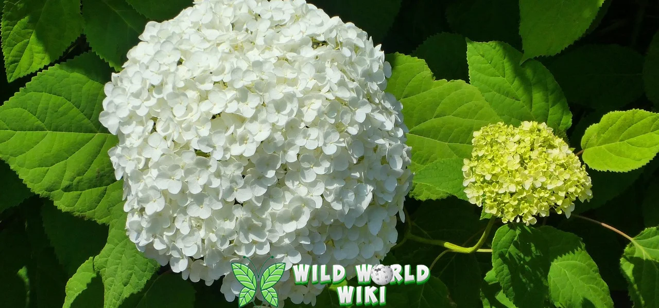 Bunga Bola Salju 2000 Dari Negeri Es Legendaris 1 Bunga Bola Salju 2000 Dari Negeri Es Legendaris