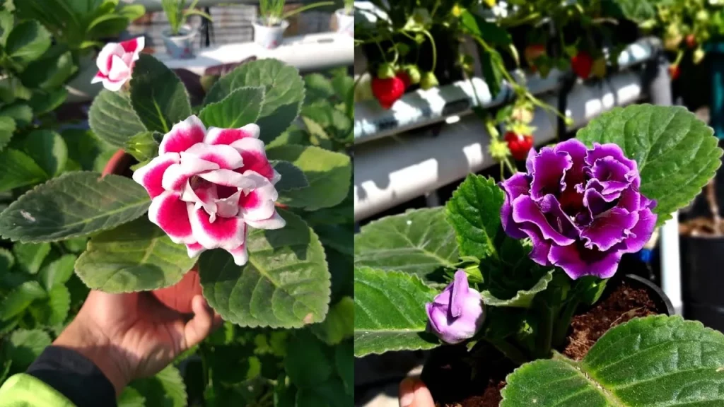 Gloxinia: 1 Koleksi Wajib Bagi Pecinta Tanaman Hias! 