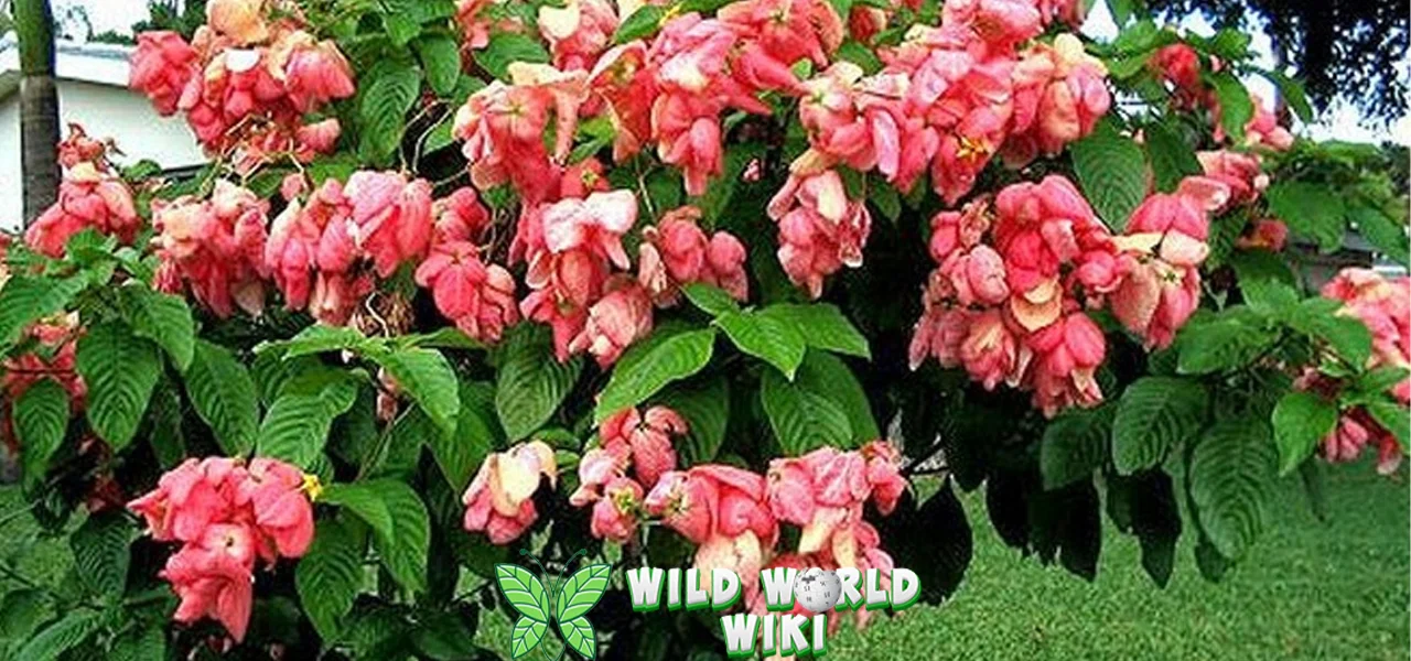 Bunga Nusa Indah: Hadirkan 4 Keindahan Papua