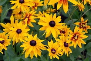 Bunga Rudbeckia Tumbuh Subur 2026, Hati Pun Riang 4 Bunga Rudbeckia Tumbuh Subur 2026, Hati Pun Riang
