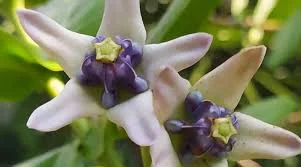 Bunga Widuri yang Tumbuh 4 Subur di Indah Tropis!