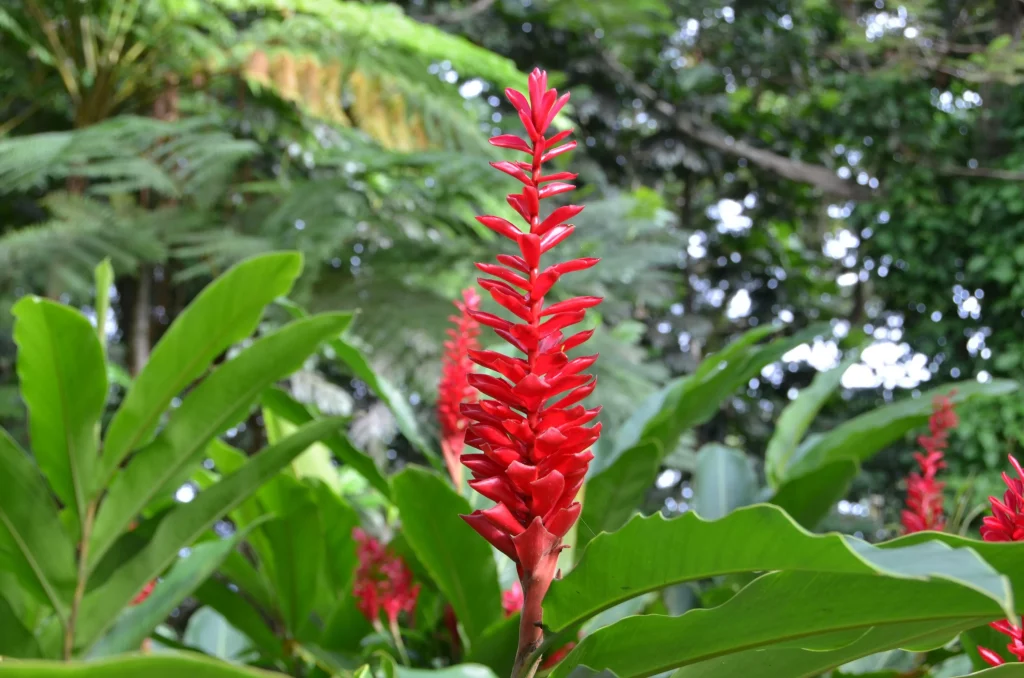 Bunga Jahe: Aromanya Wangi 7 Khasiatnya Autentik 2 Bunga Jahe: Aromanya Wangi 7 Khasiatnya Autentik