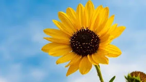 Bunga Topi Surya Bawa Spesial ke 4 Rumahmu! 2 Bunga Topi Surya Bawa Spesial ke 4 Rumahmu!