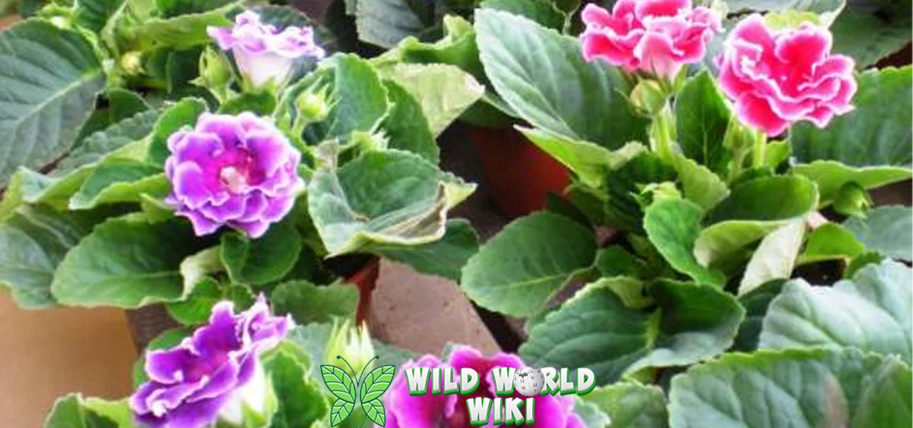 Gloxinia: 1 Koleksi Wajib Bagi Pecinta Tanaman Hias!