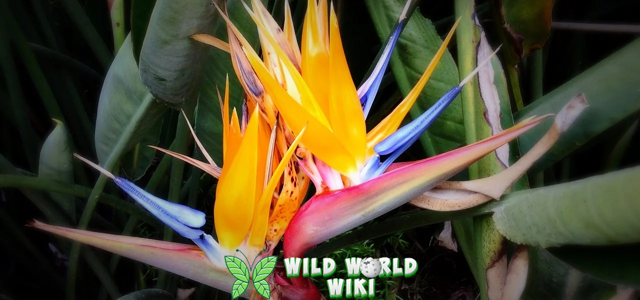 Anggrek Cendrawasih Pesona Papua dalam 5 Genggaman!