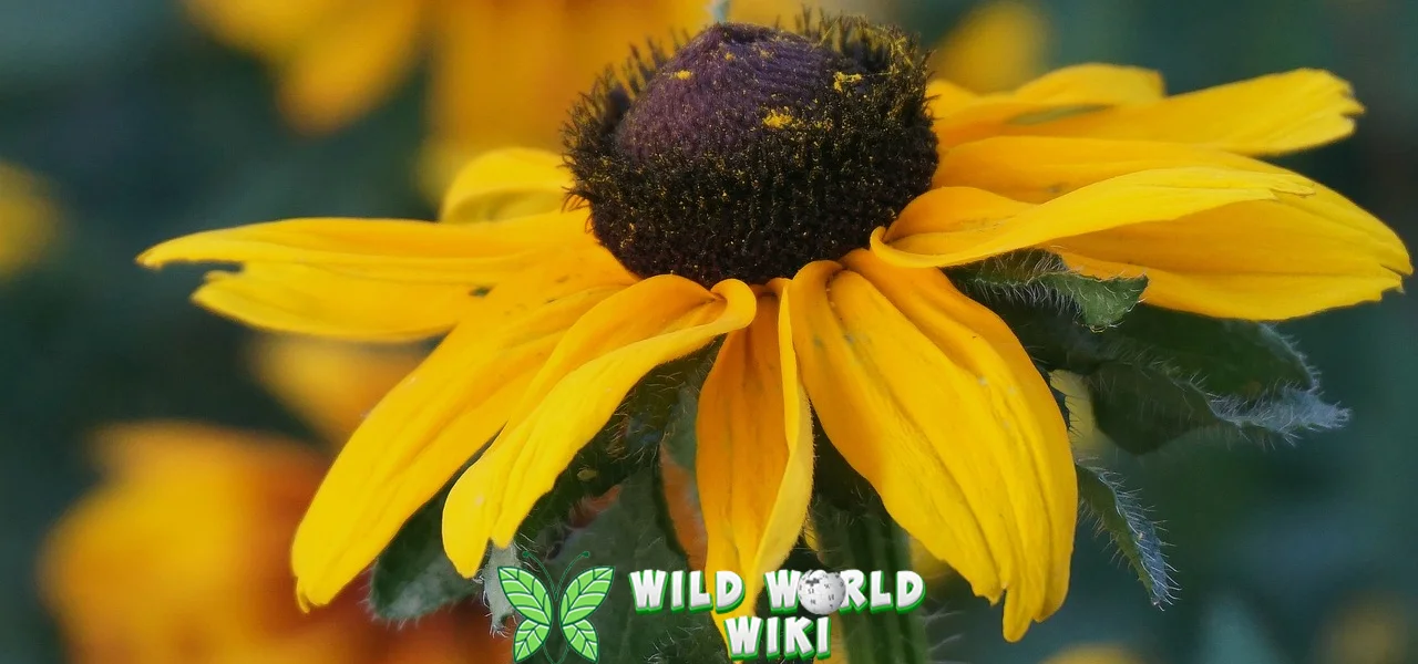 Bunga Rudbeckia Tumbuh Subur 2026, Hati Pun Riang