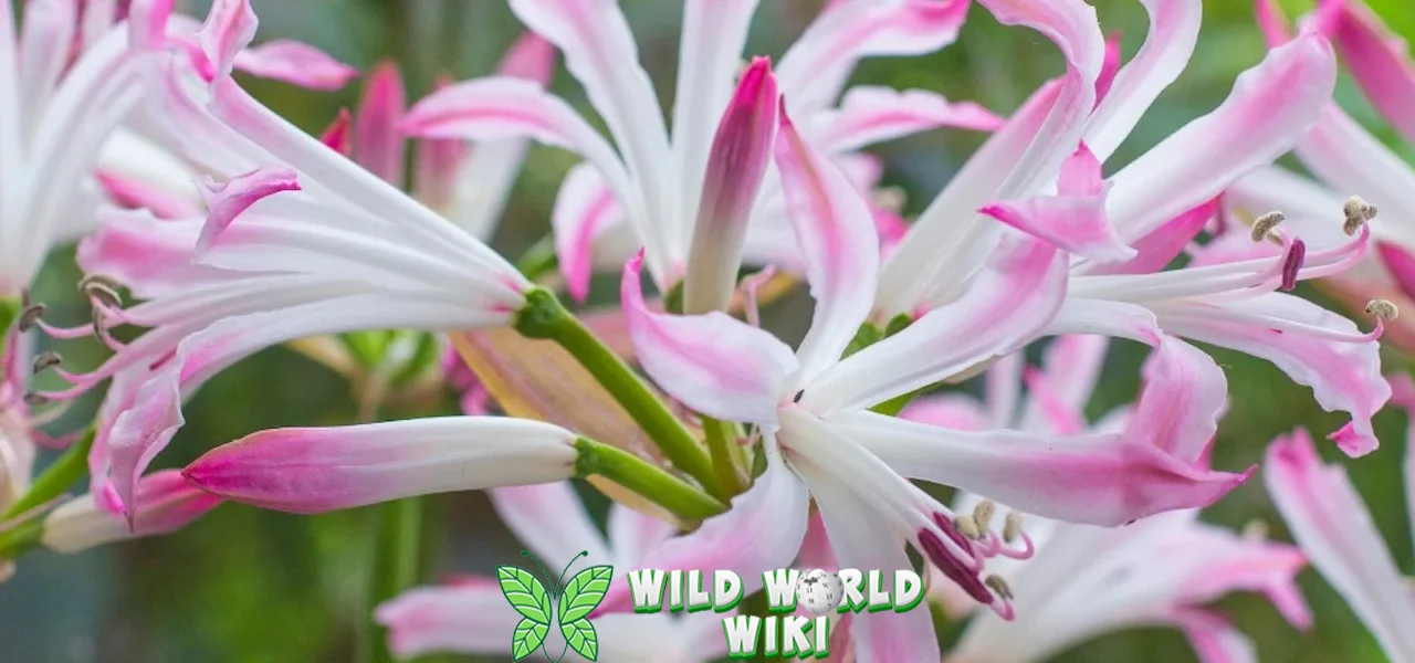 Bunga Nerine 11 Hadiah Sempurna Orang Tersayang! 1 Bunga Nerine 11 Hadiah Sempurna Orang Tersayang!