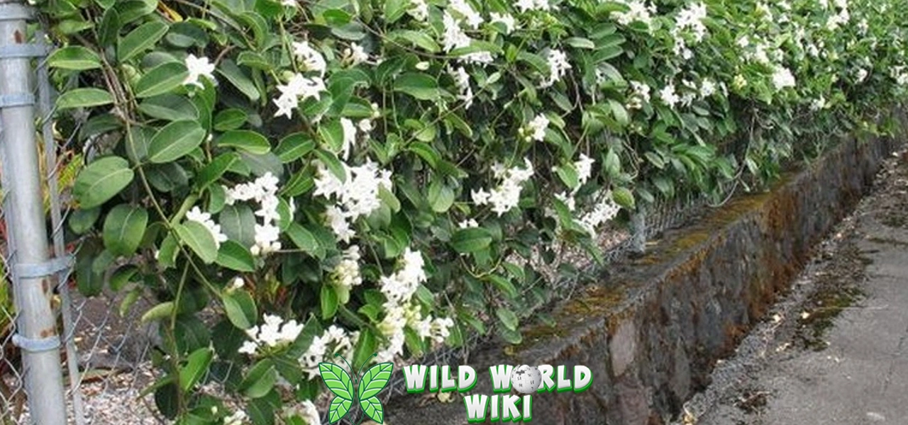 Jasmine: Si 1 Putih Harum yang Bikin Jatuh Cinta!