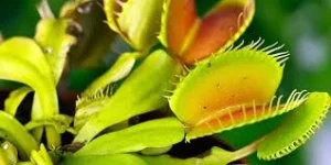 Venus Flytrap 1 Tumbuhan Unik Pemakan Serangga! 4 Venus Flytrap 1 Tumbuhan Unik Pemakan Serangga!