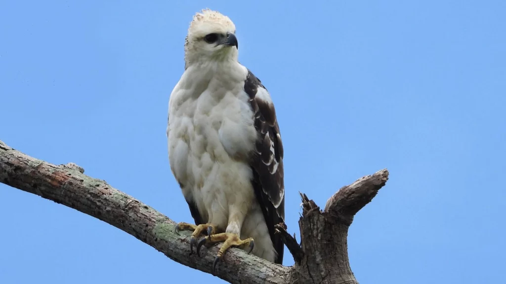 Elang Flores 58 Keajaiban Endemik dari Pulau Flores