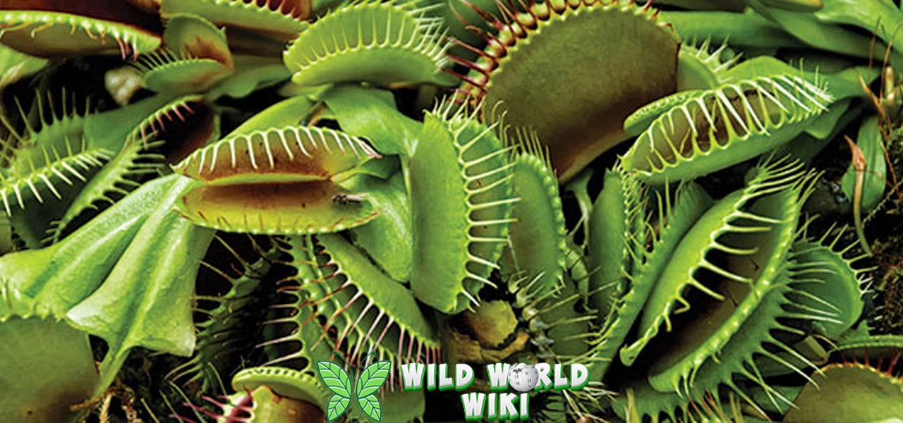 Venus Flytrap 1 Tumbuhan Unik Pemakan Serangga!