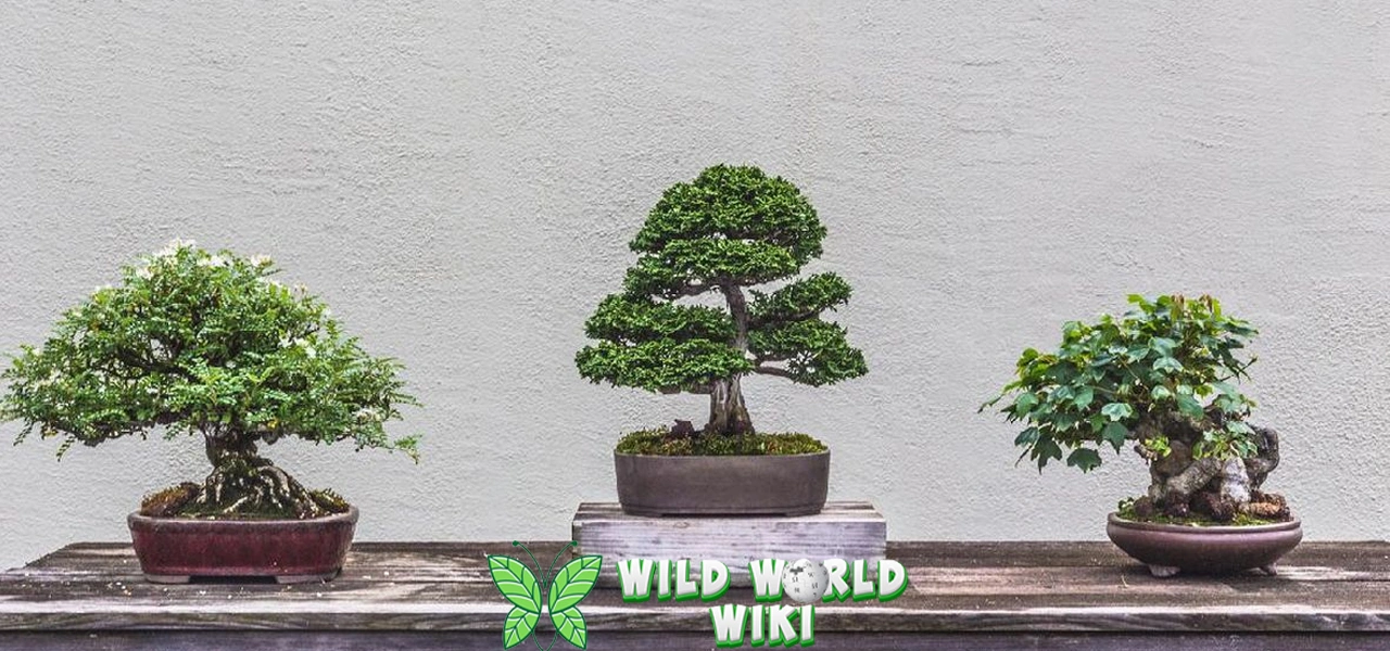 Bonsai Seni Merawat 32 Keindahan dalam Miniatur 1 Bonsai Seni Merawat 32 Keindahan dalam Miniatur