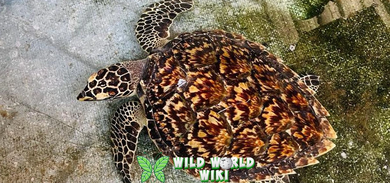 Penyu Sisik 9 Saksi Penuh Perubahan Iklim di Lautan