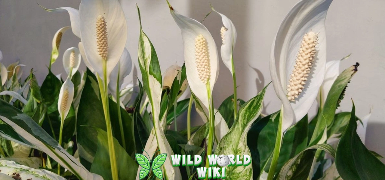 Peace Lily: 26 Rahasia Rumah Sehat dan Bebas Polusi! 1 Peace Lily: 26 Rahasia Rumah Sehat dan Bebas Polusi!