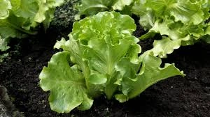 5 Lettuce: Si Hijau Segar yang Sehat dan Langsing!