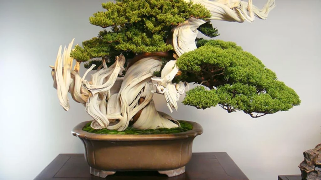 Bonsai Seni Merawat 32 Keindahan dalam Miniatur