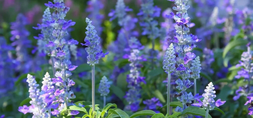 Salvia Herbal dalam 9 Kesehatan dan Keseimbangan