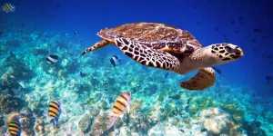 Penyu Sisik 9 Saksi Penuh Perubahan Iklim di Lautan 2 Penyu Sisik 9 Saksi Penuh Perubahan Iklim di Lautan