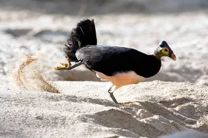 Burung Maleo 13 Pejuang Konservasi baru Sulawesi!