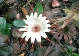 Bunga Gibraltar Campion Flora 3 Khas Gibraltar Cantik!