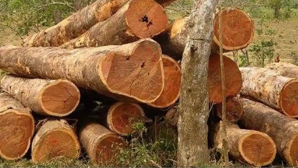 Kayu Cendana Asal NTT, 100 Kualitas Terbaik 2 Kayu Cendana Asal NTT, 100 Kualitas Terbaik