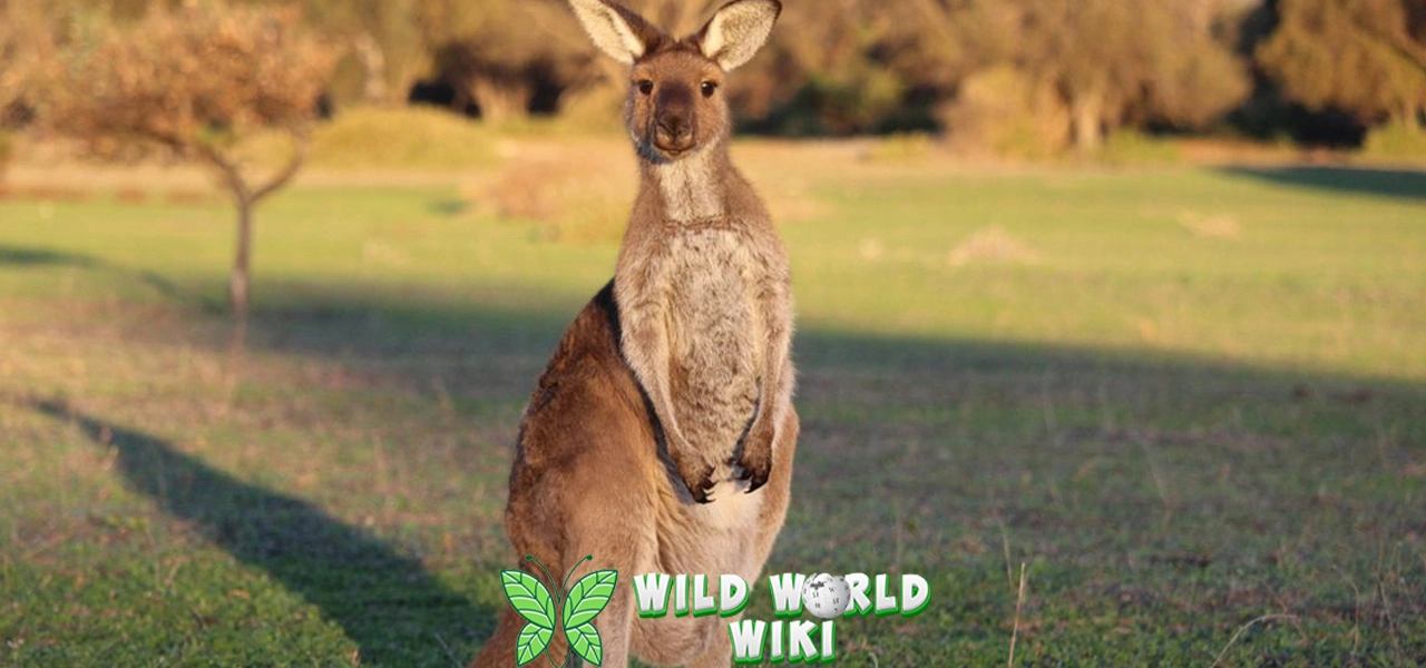 Kanguru 25 Ikon Australia Unik dan Menggemaskan