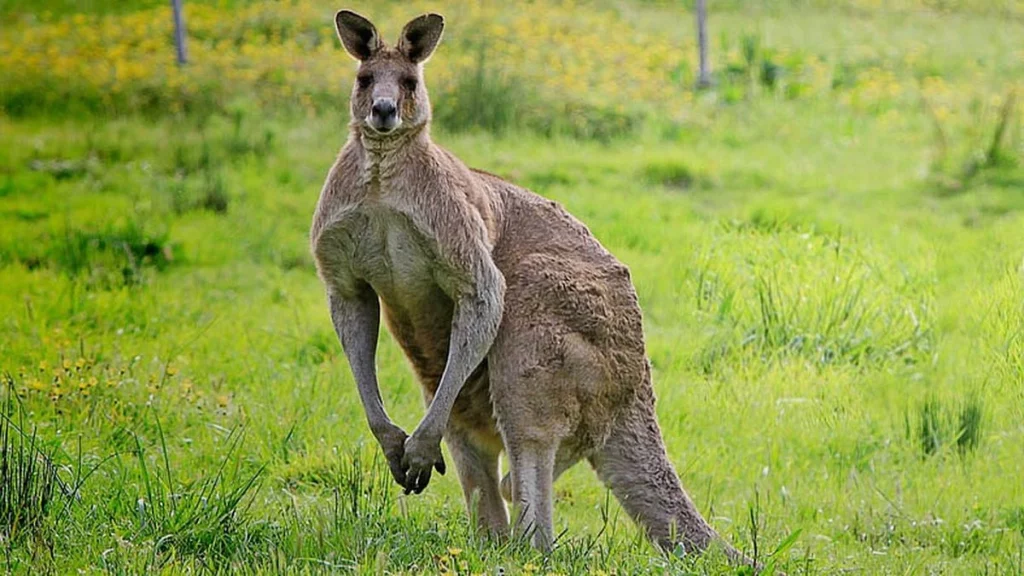 Kanguru 25 Ikon Australia Unik dan Menggemaskan