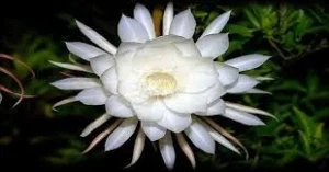 Wijaya Kusuma 1 Bunga Cantik Kisah Mistisnya