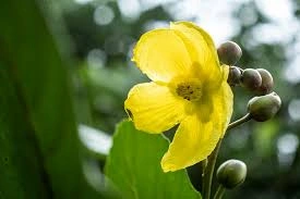 Dillenia: Bunga Liar Yang Punya 11 Kisah Menarik