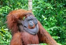 Orang Utan di Ambang dalam 1 Kepunahan