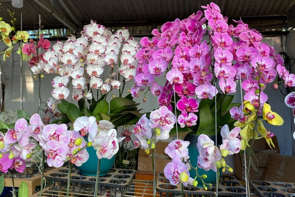 Anggrek Bulan: Investasi 33 Keindahan Hunian