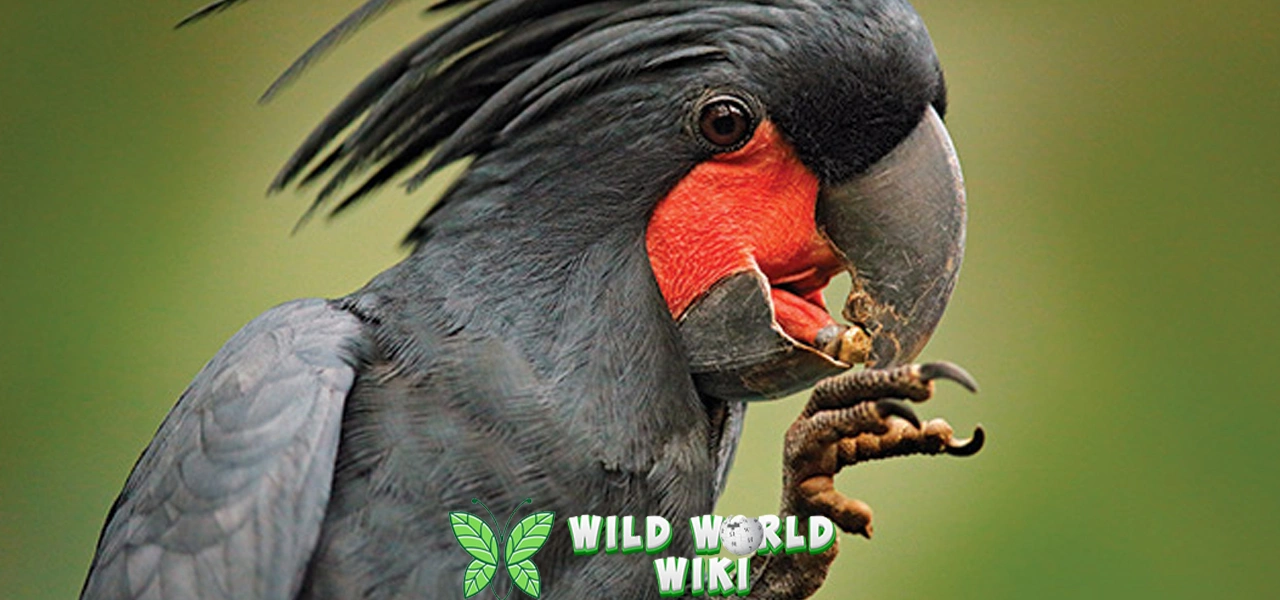 Kakatua Raja Umur Panjang 15 Kemampuan Cerdas