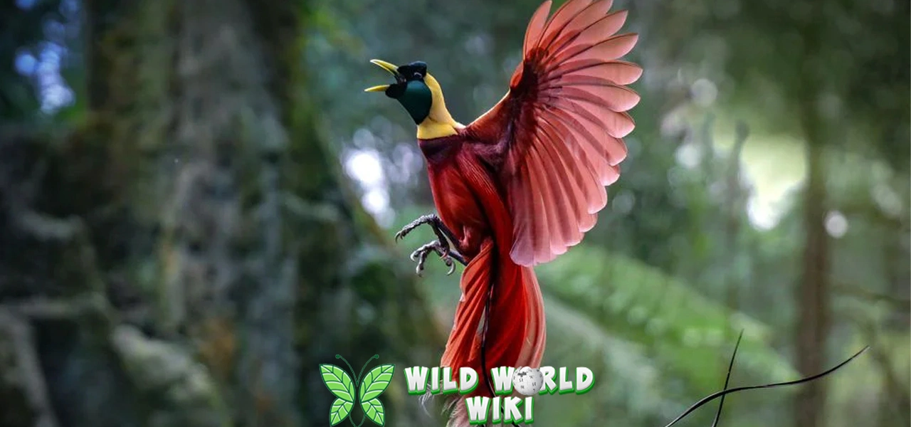 Burung Cendrawasih 55 Keunikan yang Langka