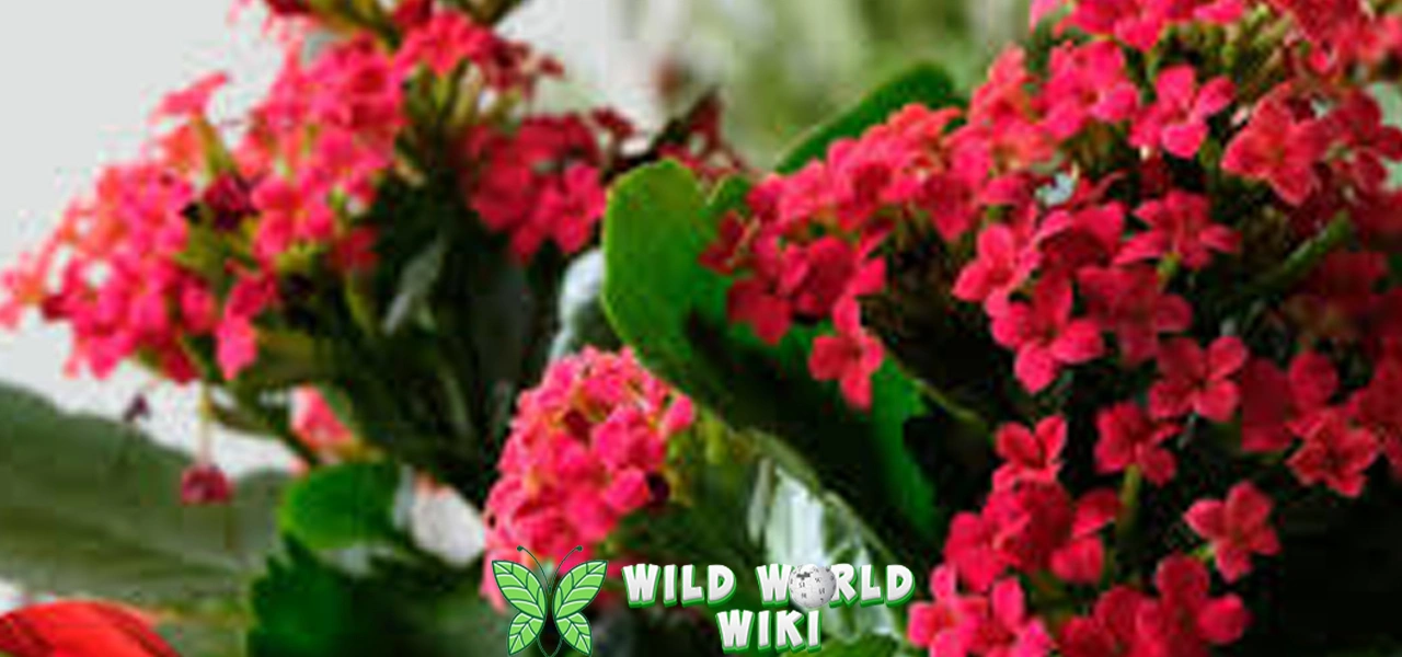 Bunga Kalanchoe 2x Tetap Segar Meski Jarang Disiram