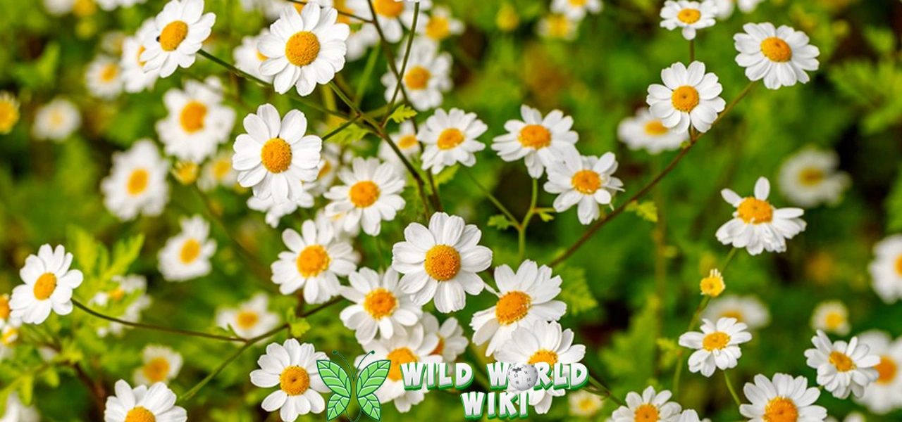 Bunga Daisy Di Pot Agar 4 Awet Dan Hidup